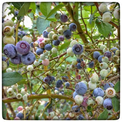 We welcome you to come to our <strong>U</strong>-<strong>Pick</strong>, and eat as much as you like while you <strong>pick</strong>. . Blueberry u pick near me